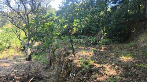 Terreno para Venda em Baião (Santa Leocádia) e Mesquinhata