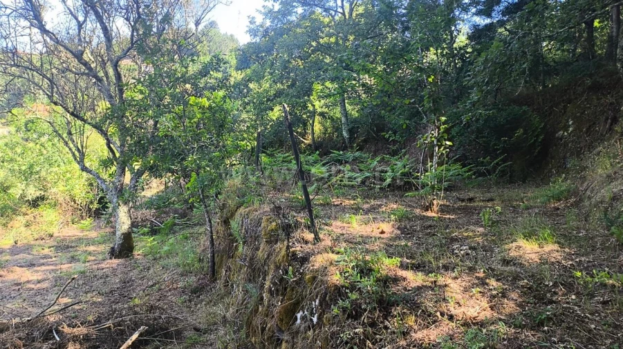 Terreno para Venda em Baião (Santa Leocádia) e Mesquinhata Foto 12