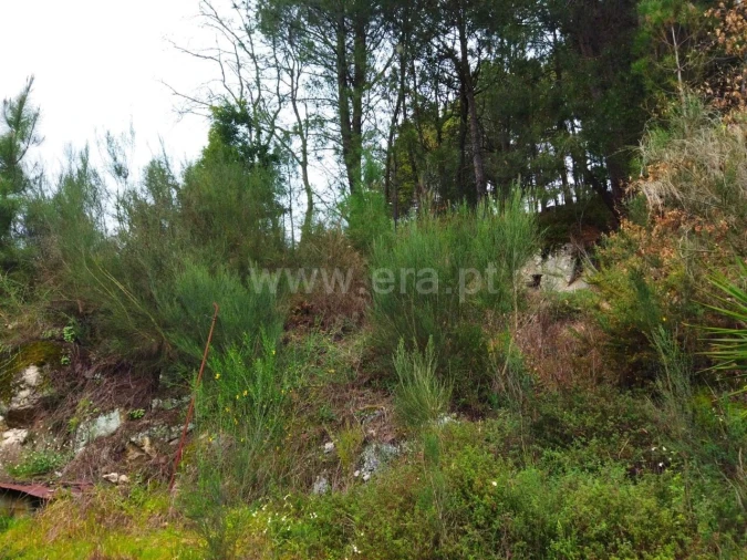 Terreno para Venda em Baião (Santa Leocádia) e Mesquinhata Foto 6