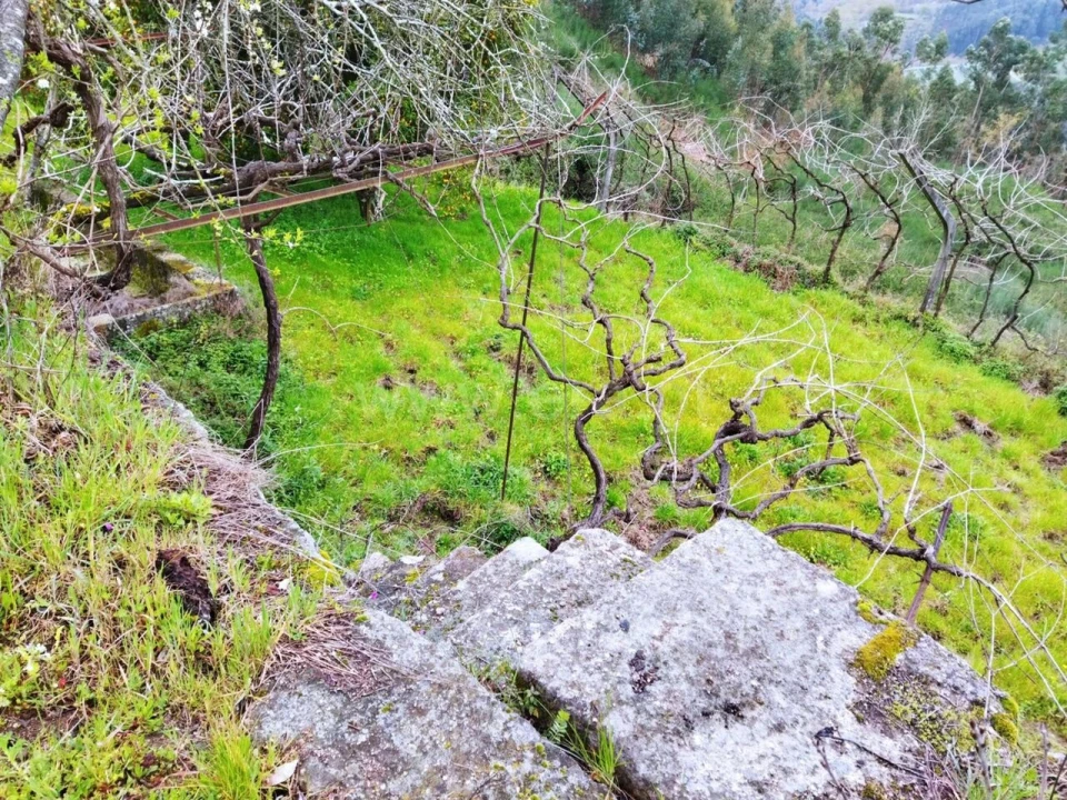 Terreno para Venda em Baião (Santa Leocádia) e Mesquinhata Foto 2