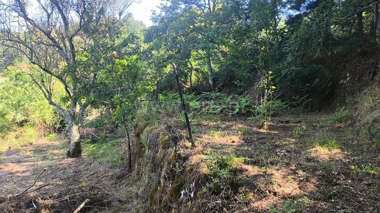 Terreno para Venda em Baião (Santa Leocádia) e Mesquinhata Foto 12