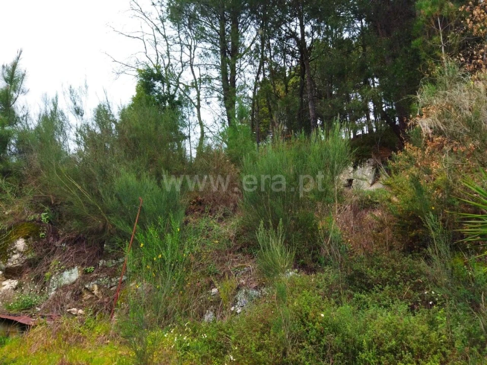 Terreno para Venda em Baião (Santa Leocádia) e Mesquinhata Foto 6