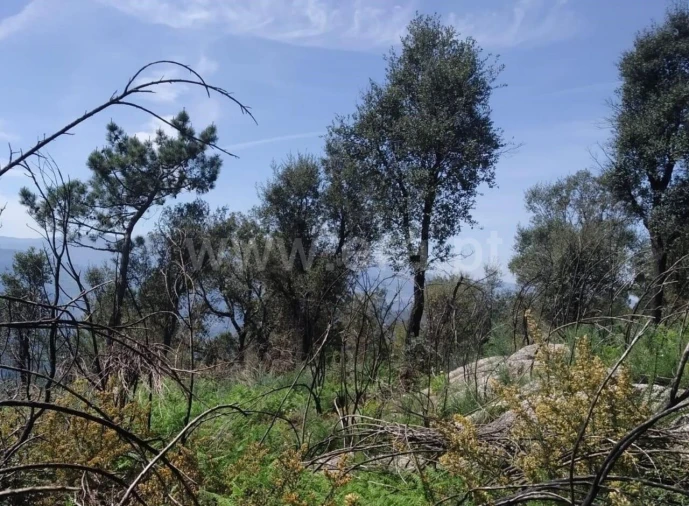 Terreno para Venda em Santa Cruz do Douro e São Tomé de Covelas Foto 3