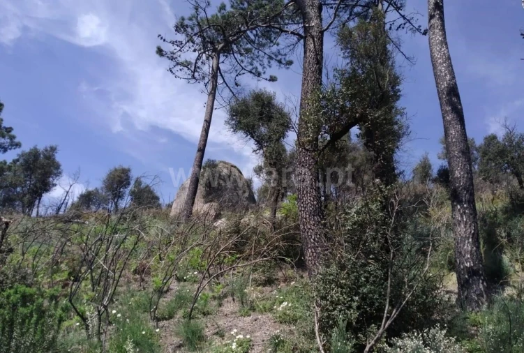 Terreno para Venda em Santa Cruz do Douro e São Tomé de Covelas Foto 4