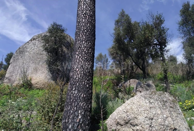 Terreno para Venda em Santa Cruz do Douro e São Tomé de Covelas Foto 1