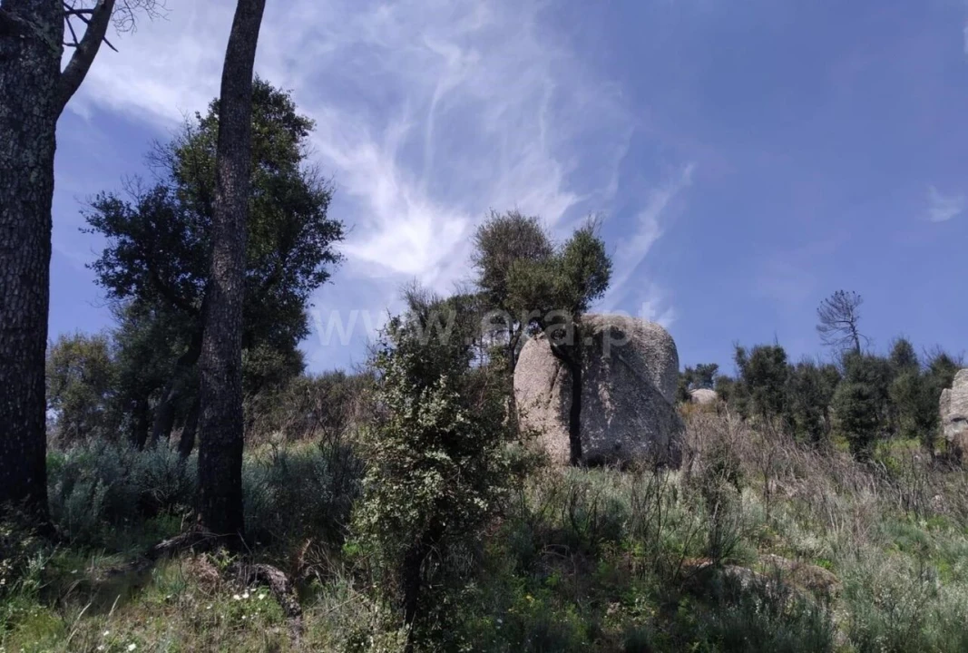 Terreno para Venda em Santa Cruz do Douro e São Tomé de Covelas Foto 6