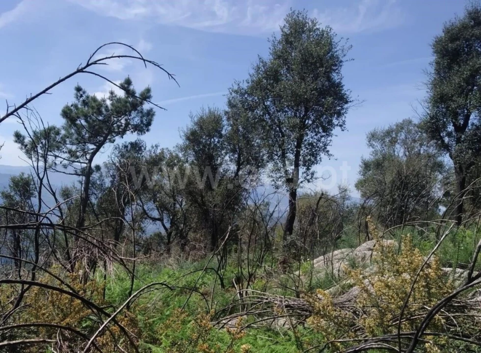 Terreno para Venda em Santa Cruz do Douro e São Tomé de Covelas Foto 3