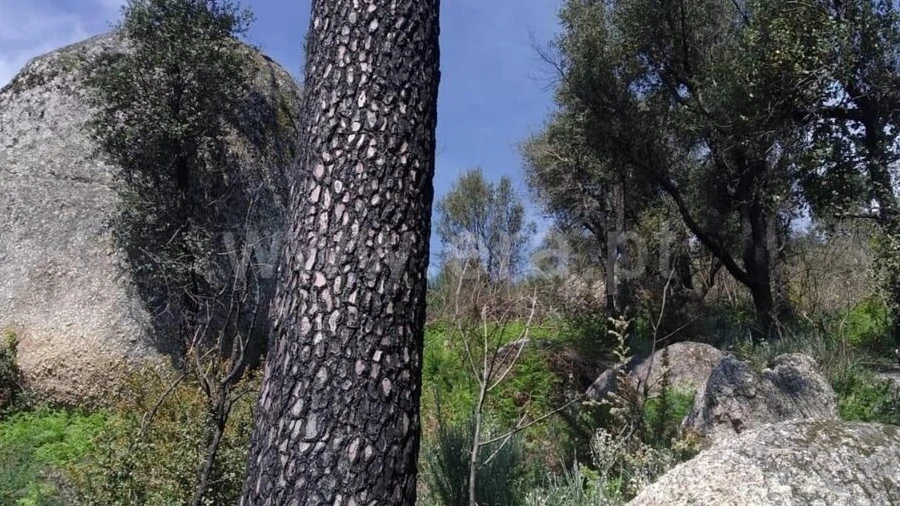 Terreno para Venda em Santa Cruz do Douro e São Tomé de Covelas