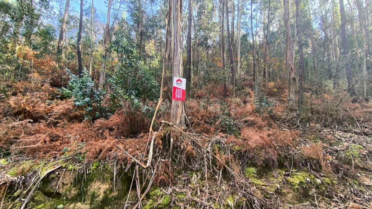 Terreno para Venda em Baião (Santa Leocádia) e Mesquinhata Foto 7