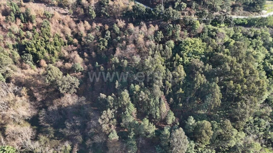 Terreno para Venda em Baião (Santa Leocádia) e Mesquinhata Foto 8