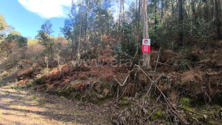 Terreno para Venda em Baião (Santa Leocádia) e Mesquinhata Foto 4