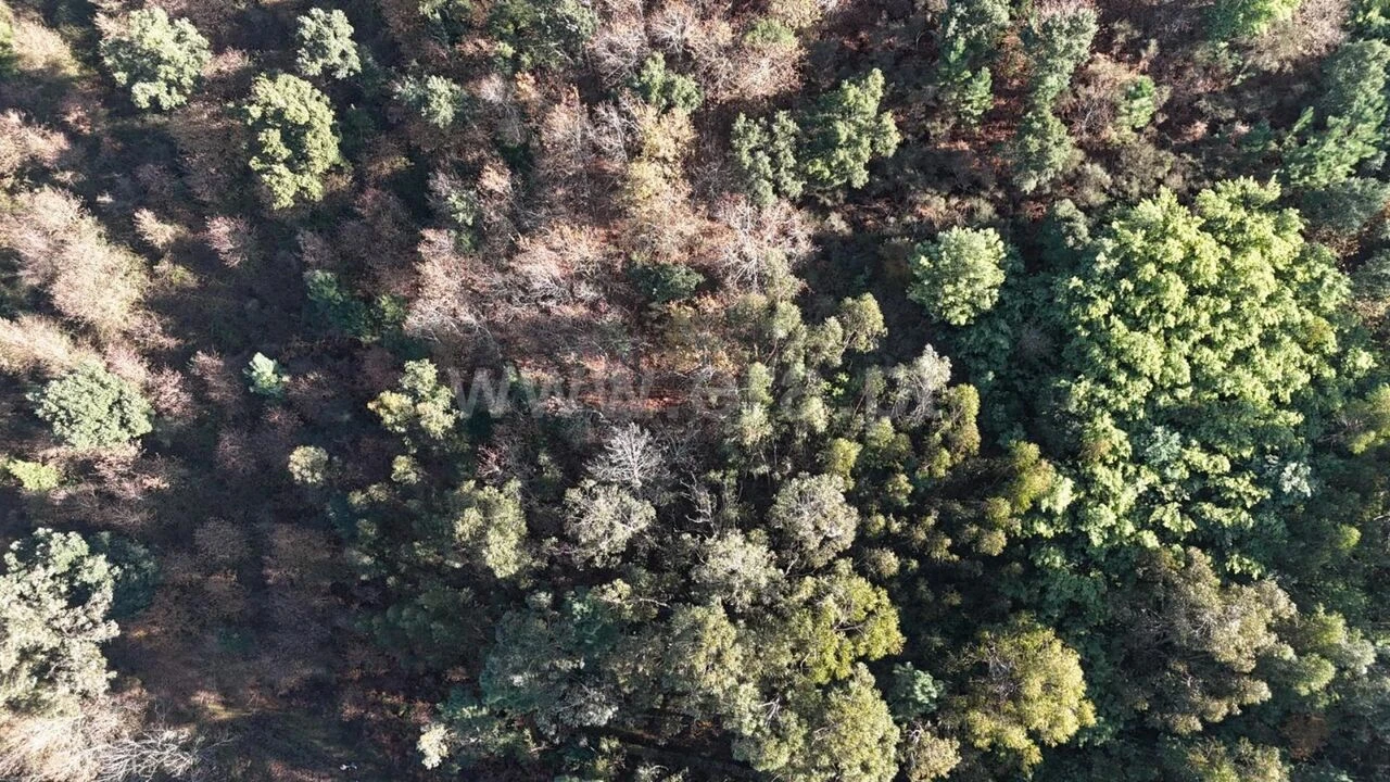 Terreno para Venda em Baião (Santa Leocádia) e Mesquinhata Foto 6