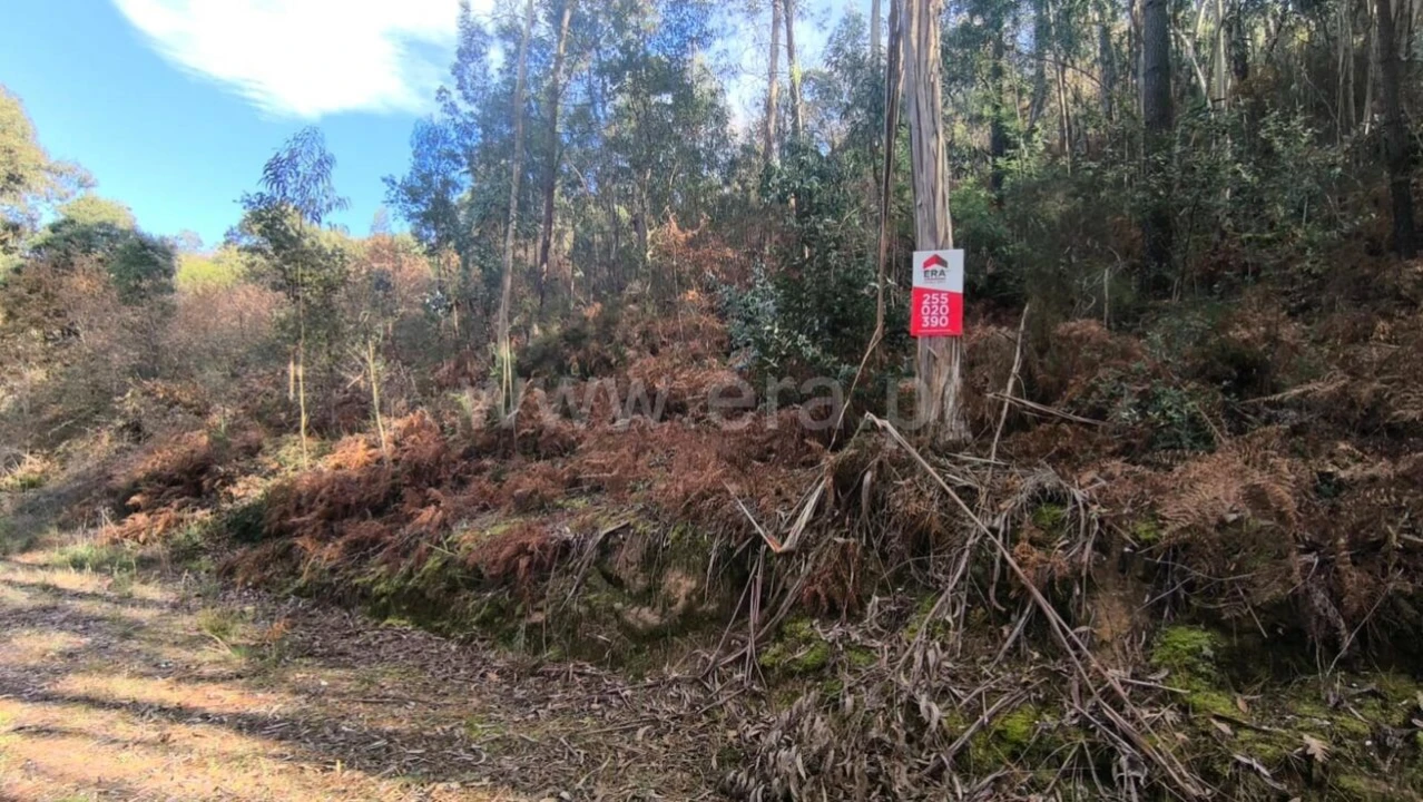 Terreno para Venda em Baião (Santa Leocádia) e Mesquinhata Foto 4