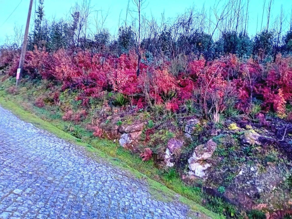 Terreno para Venda em Baião (Santa Leocádia) e Mesquinhata Foto 3