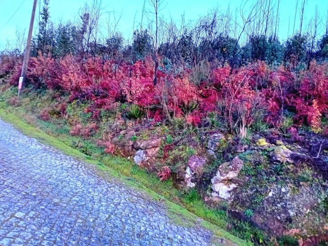 Terreno para Venda em Baião (Santa Leocádia) e Mesquinhata Foto 3