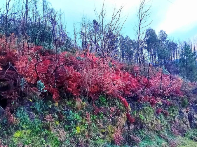 Terreno para Venda em Baião (Santa Leocádia) e Mesquinhata Foto 5
