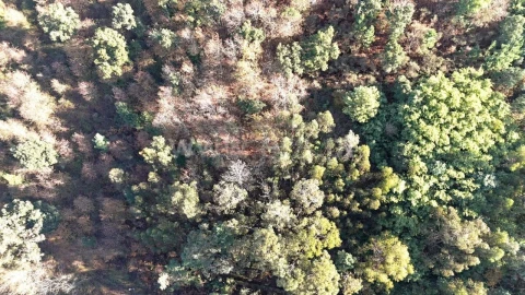 Terreno para Venda em Teixeira e Teixeiró