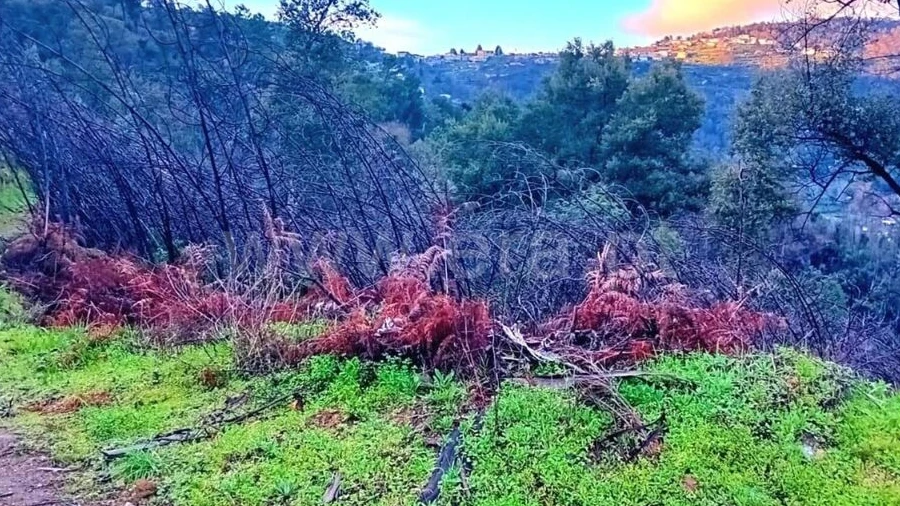 Terreno para Venda em Ancede e Ribadouro