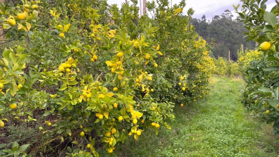 Quinta T0 para Venda em Santa Cruz do Douro e São Tomé de Covelas Foto 5