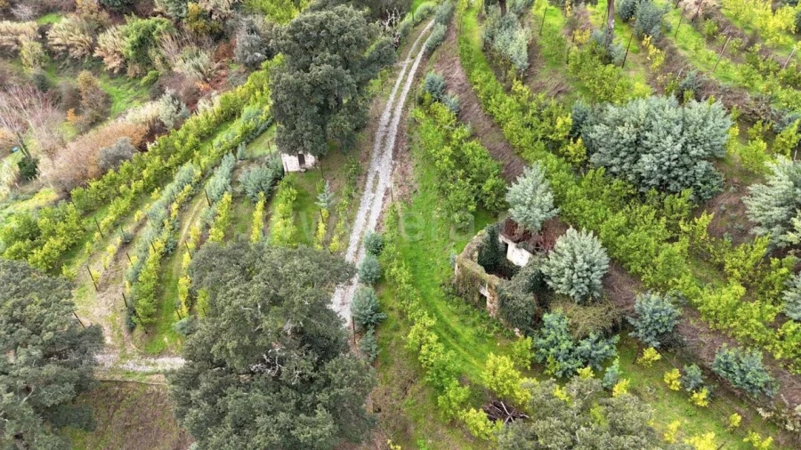 Quinta T0 para Venda em Santa Cruz do Douro e São Tomé de Covelas Foto 11