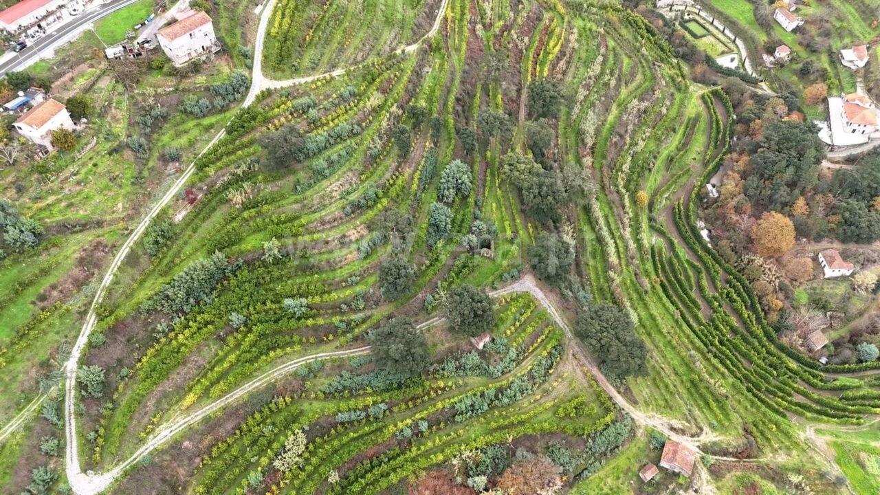 Quinta T0 para Venda em Santa Cruz do Douro e São Tomé de Covelas Foto 20