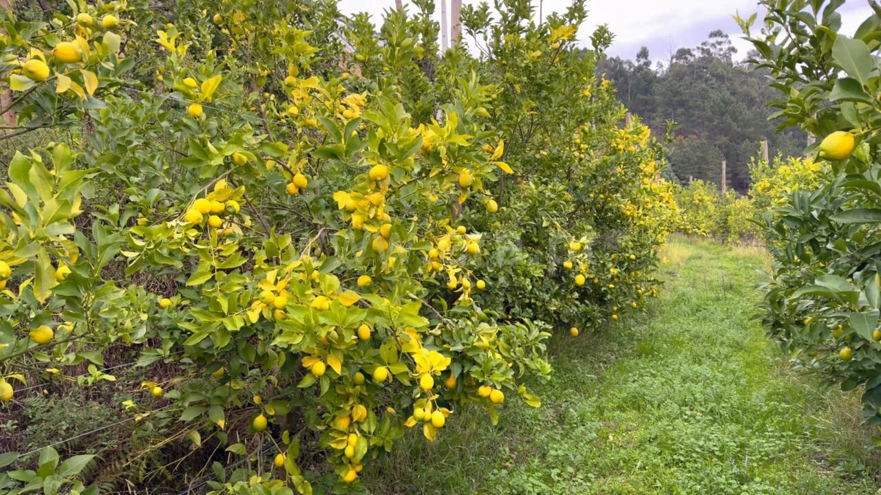 Quinta T0 para Venda em Santa Cruz do Douro e São Tomé de Covelas Foto 5