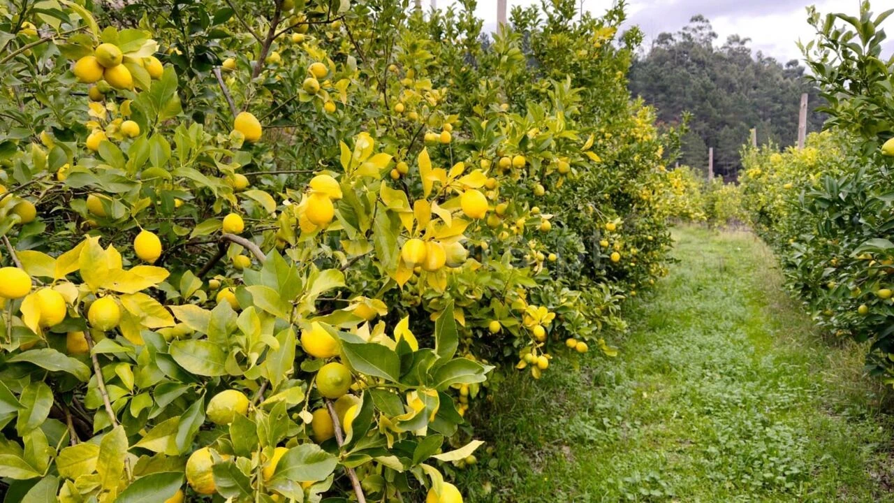 Quinta T0 para Venda em Santa Cruz do Douro e São Tomé de Covelas Foto 18