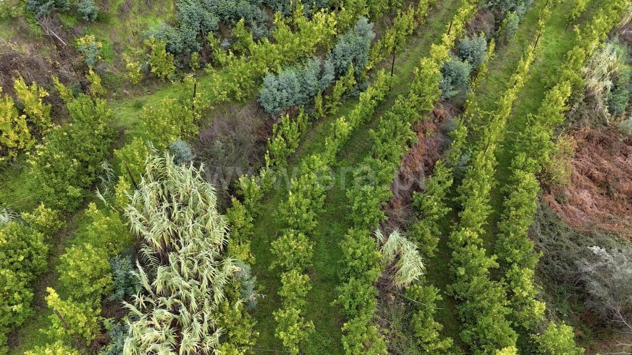 Quinta T0 para Venda em Santa Cruz do Douro e São Tomé de Covelas Foto 14