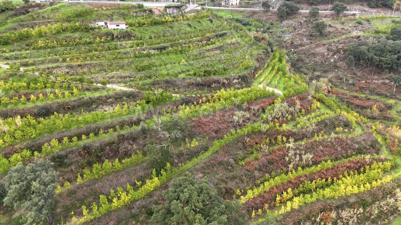Quinta T0 para Venda em Santa Cruz do Douro e São Tomé de Covelas Foto 2