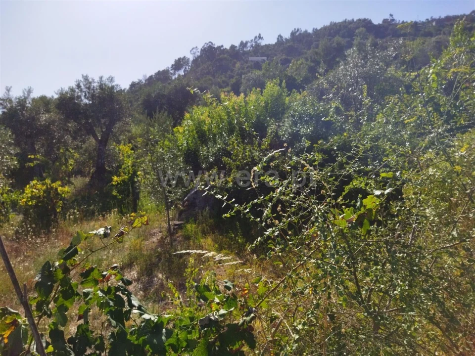 Quinta T0 para Venda em Ancede e Ribadouro Foto 10