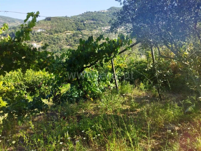 Quinta T0 para Venda em Ancede e Ribadouro Foto 14