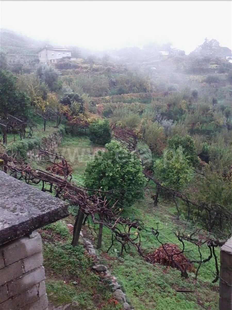 Terreno para Venda em Baião (Santa Leocádia) e Mesquinhata