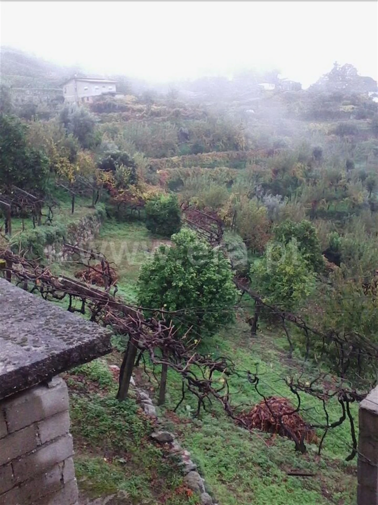 Terreno para Venda em Baião (Santa Leocádia) e Mesquinhata Foto 1