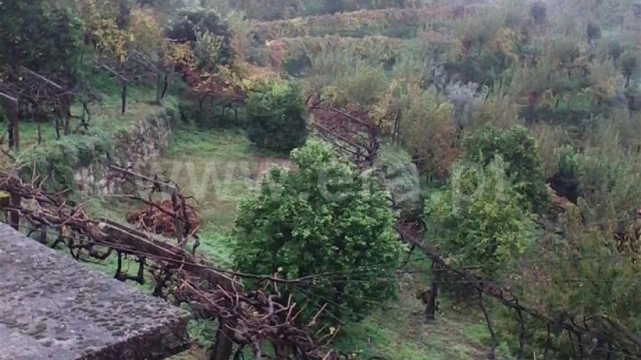Terreno para Venda em Baião (Santa Leocádia) e Mesquinhata