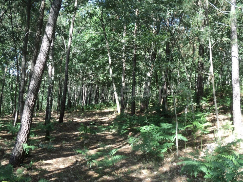 Terreno para Venda em Campelo e Ovil Foto 2