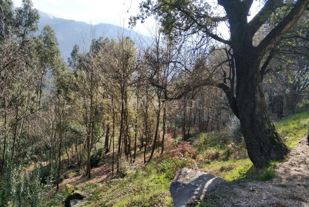 Terreno para Venda em Ancede e Ribadouro Foto 1