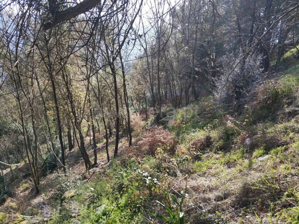 Terreno para Venda em Ancede e Ribadouro Foto 3
