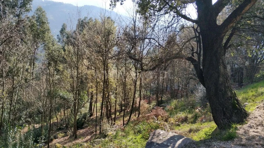 Terreno para Venda em Ancede e Ribadouro