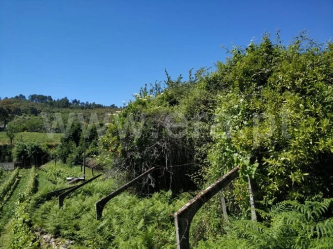 Terreno para Venda em Santa Cruz do Douro e São Tomé de Covelas Foto 4