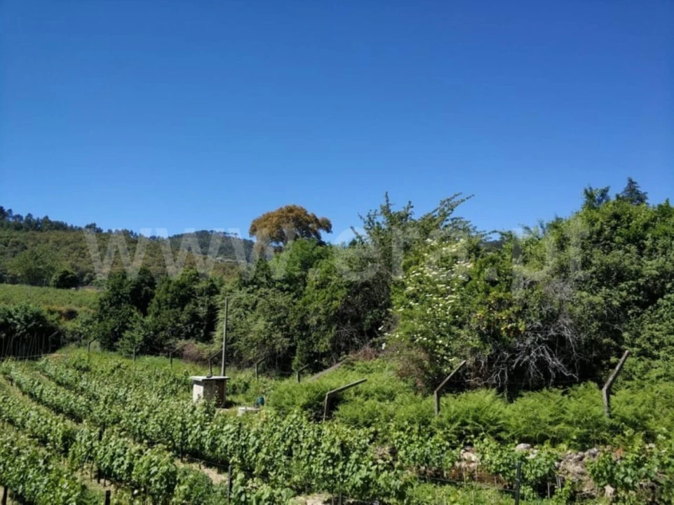 Terreno para Venda em Santa Cruz do Douro e São Tomé de Covelas Foto 6