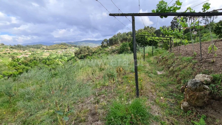 Quinta T0 para Venda em Santa Cruz do Douro e São Tomé de Covelas Foto 6
