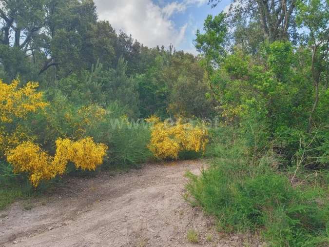 Terreno para Venda em Santa Cruz do Douro e São Tomé de Covelas Foto 2