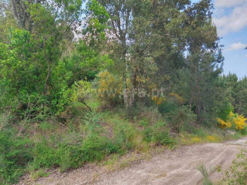 Terreno para Venda em Santa Cruz do Douro e São Tomé de Covelas Foto 3