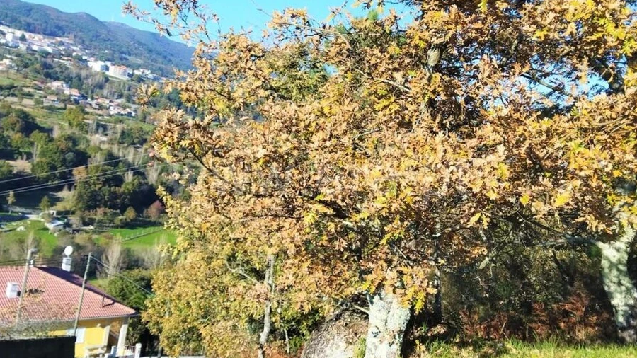 Terreno para Venda em Campelo e Ovil
