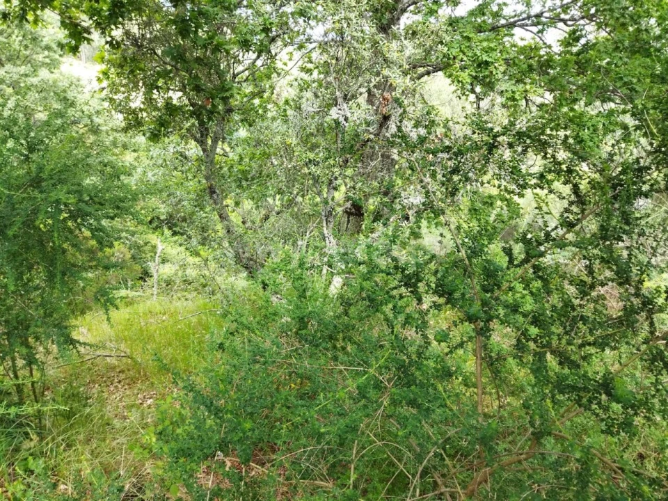 Terreno para Venda em Campelo e Ovil Foto 4
