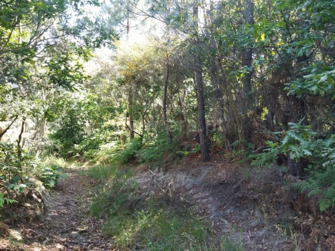 Terreno para Venda em Campelo e Ovil Foto 3