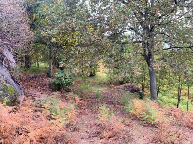 Terreno para Venda em Anreade e São Romão de Aregos Foto 8