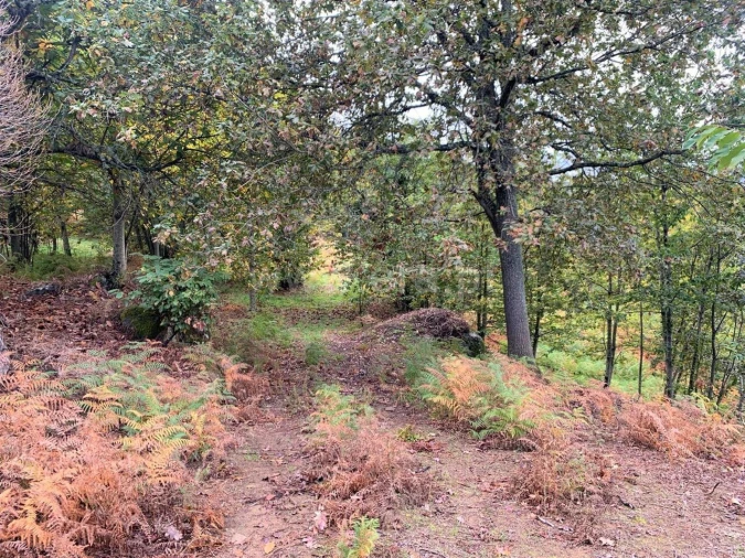 Terreno para Venda em Anreade e São Romão de Aregos Foto 15