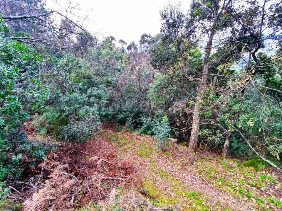 Terreno para Venda em Anreade e São Romão de Aregos Foto 9