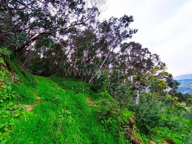 Terreno para Venda em Anreade e São Romão de Aregos Foto 5